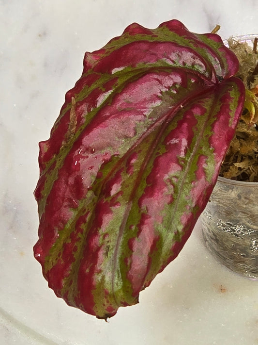 Begonia SP Crazy Pink