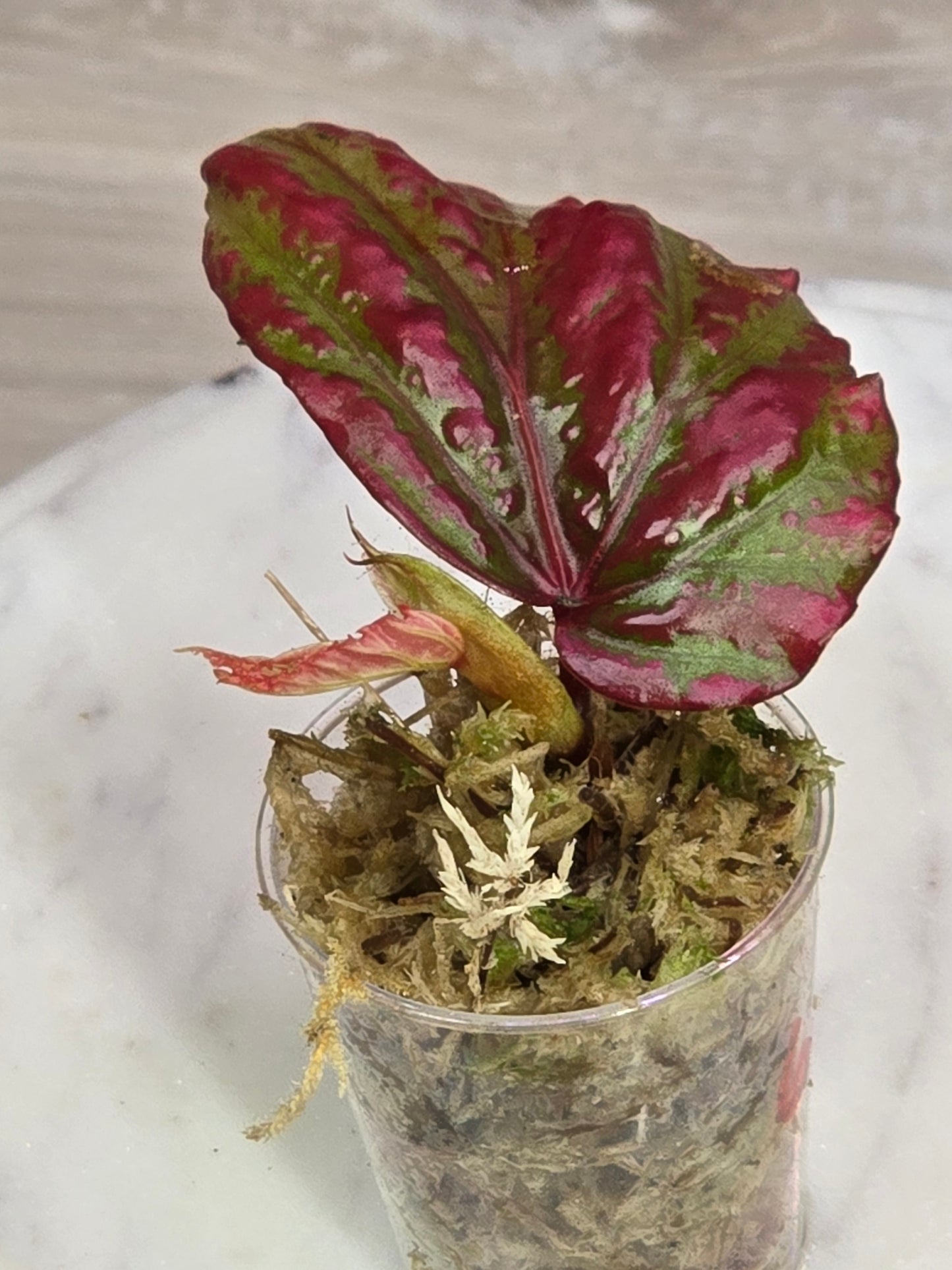 Begonia SP Crazy Pink
