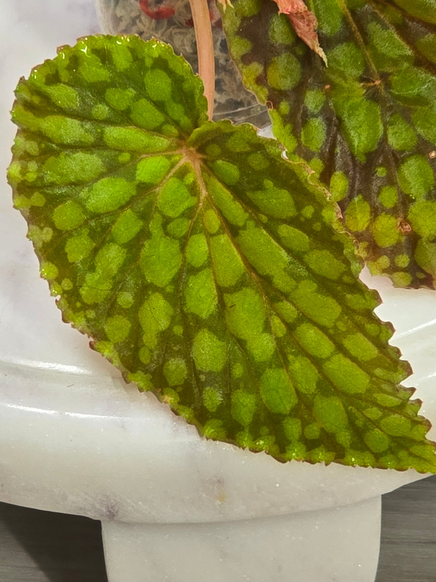 Begonia Chlorosticta Red Form