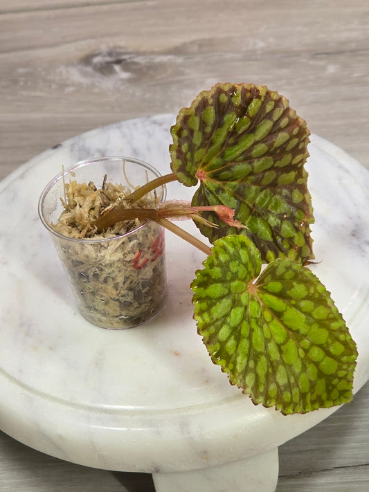 Begonia Chlorosticta Red Form
