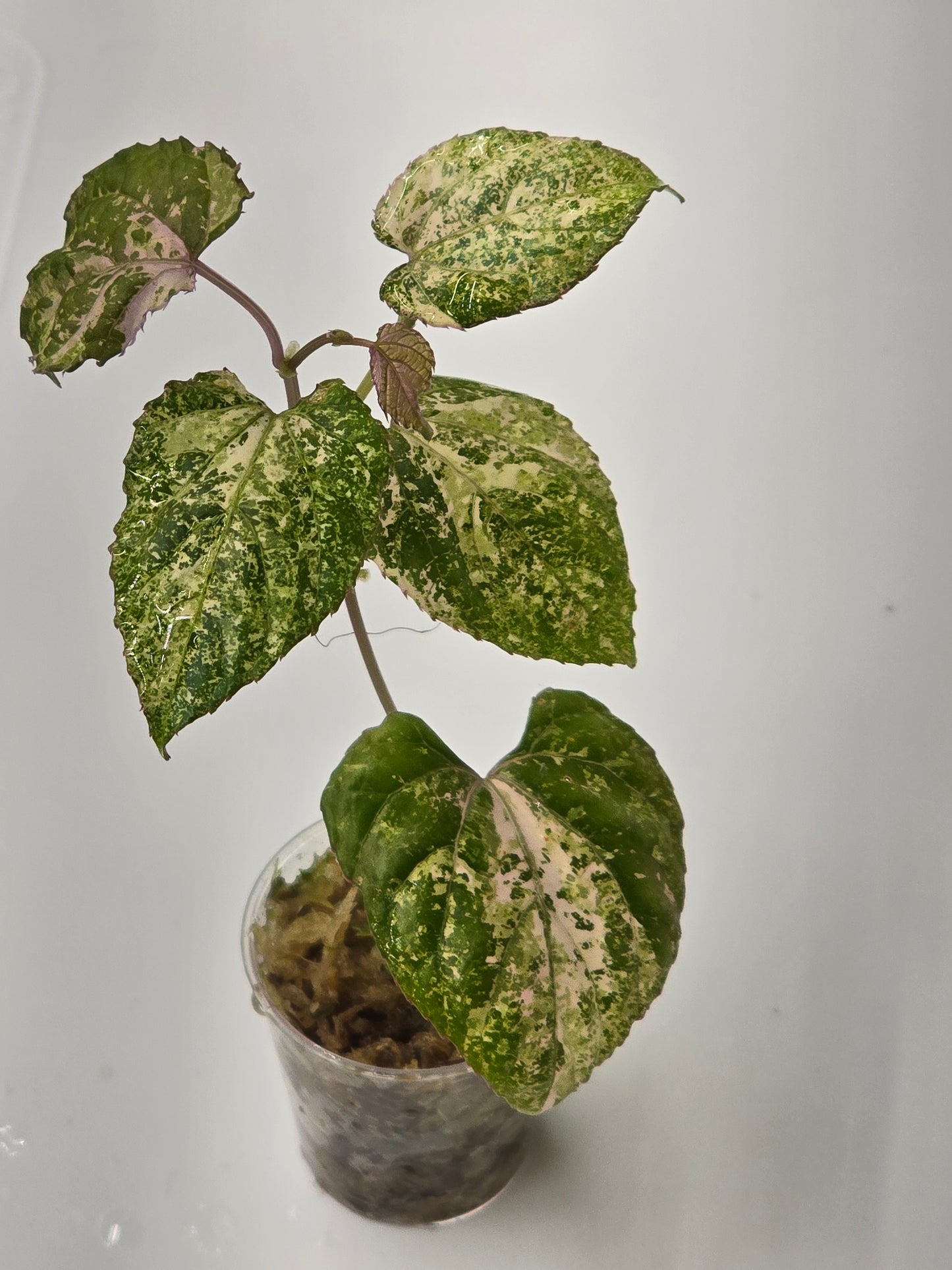 Cissus Discolor Variegated