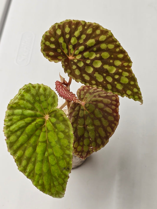Begonia Chlorosticta Red Form