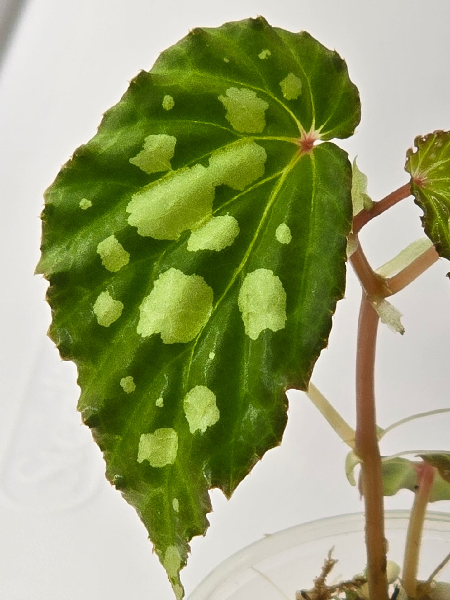 Begonia Mantuk