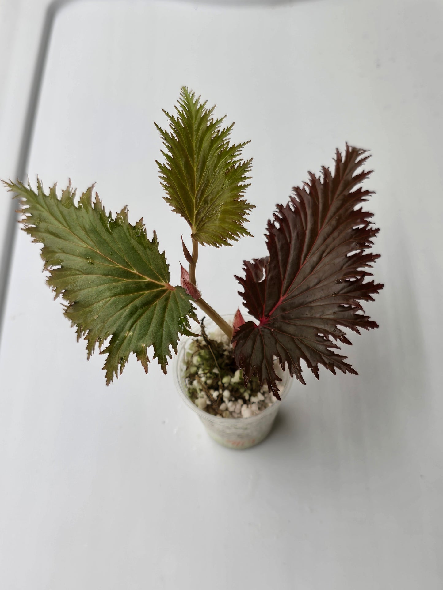 Begonia Miri SP
