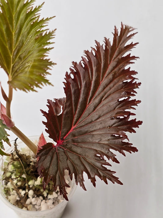 Begonia Miri SP