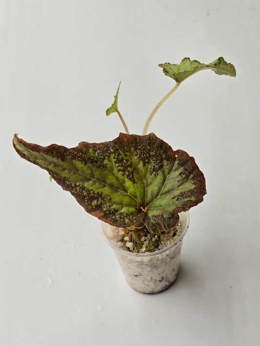 Begonia SP Gunung Condong (RARE)