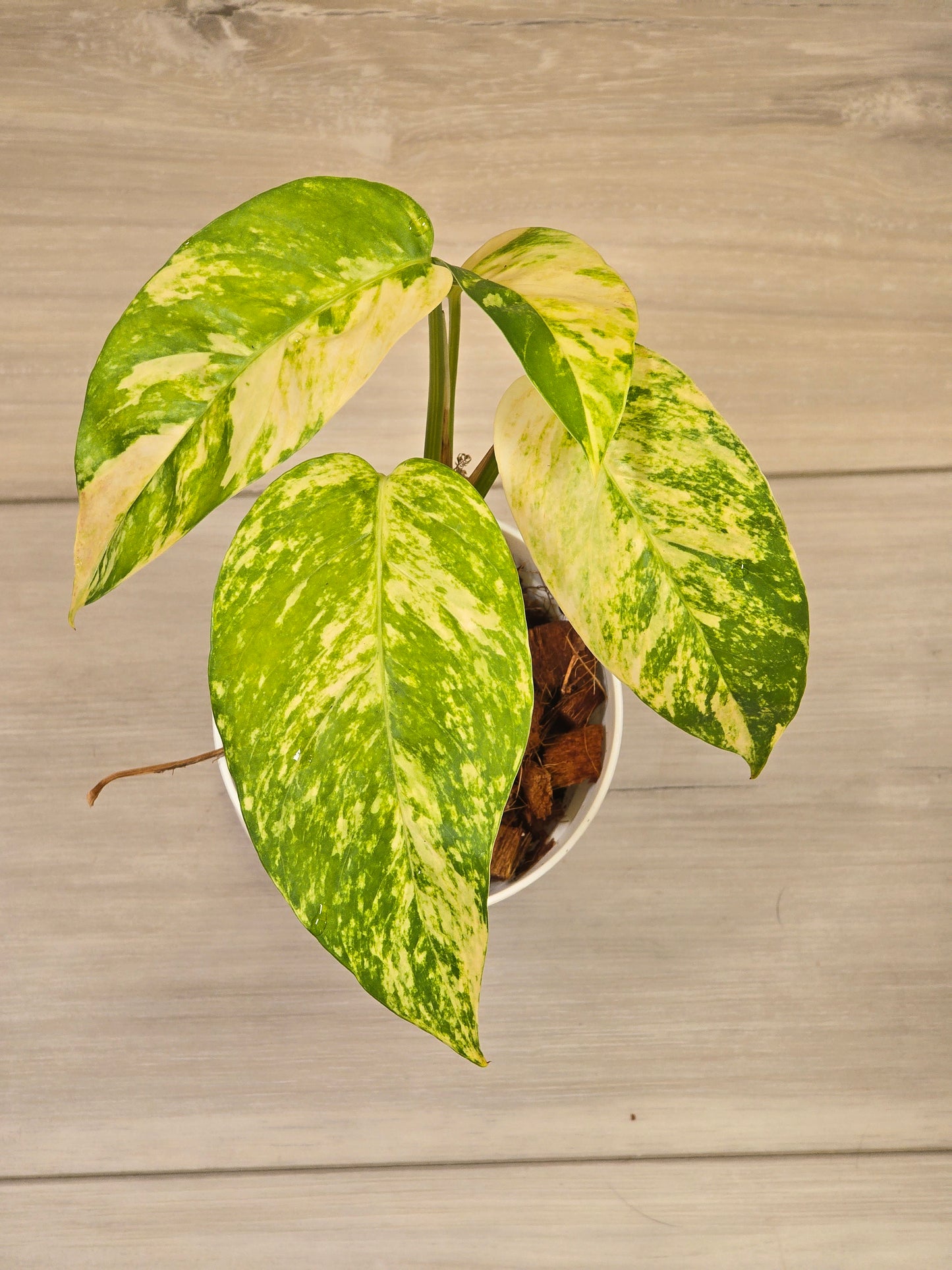 Epipremnum Pinnatum Yellow Flame #12