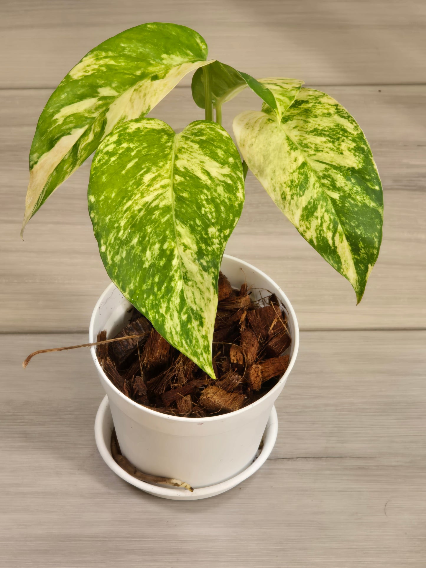 Epipremnum Pinnatum Yellow Flame #12
