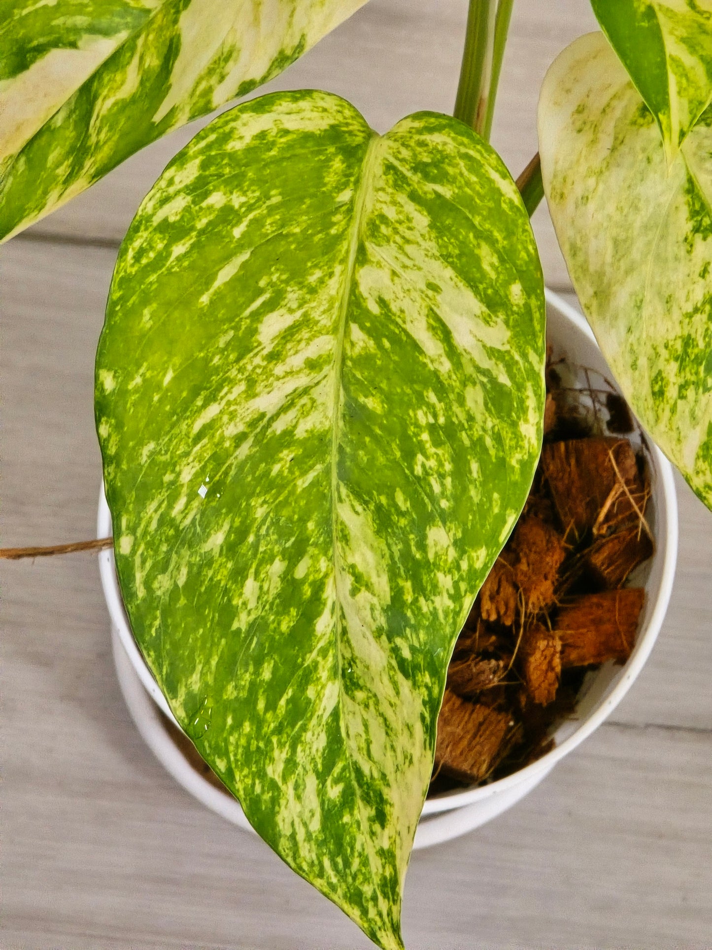 Epipremnum Pinnatum Yellow Flame #12
