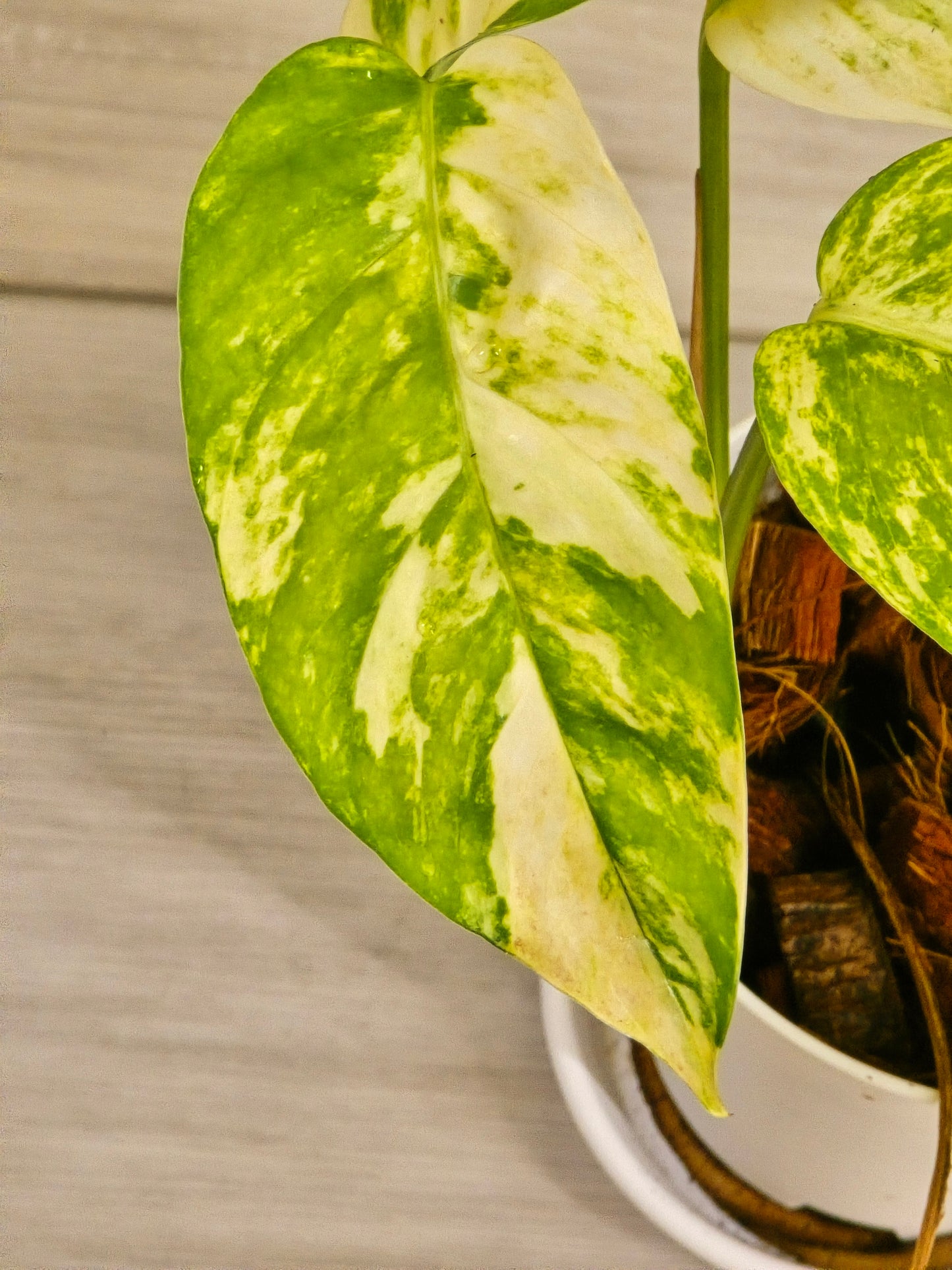 Epipremnum Pinnatum Yellow Flame #12