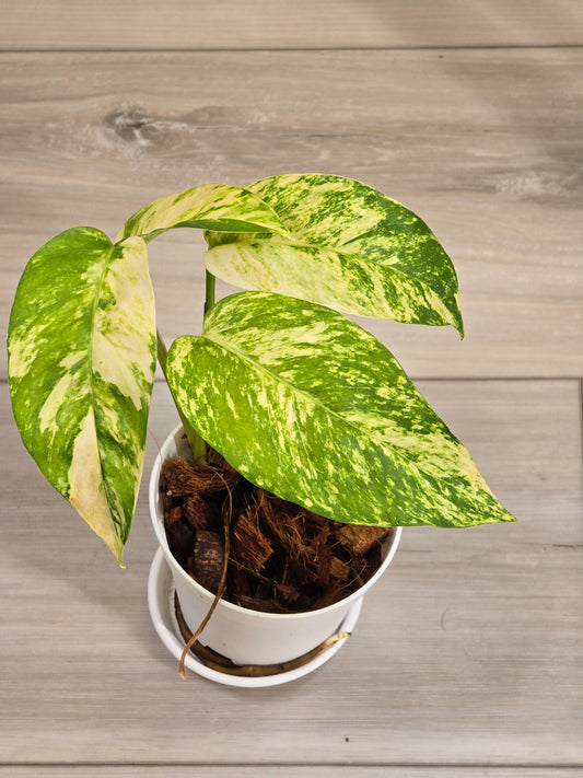 Epipremnum Pinnatum Yellow Flame