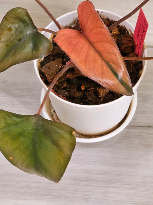 Homalomena Pink Diamond #3