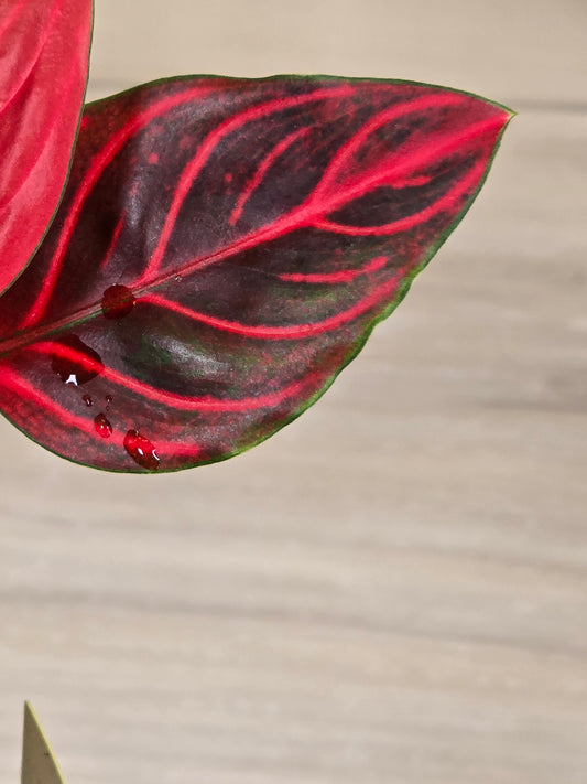Aglaonema Khan Mak Red # 593