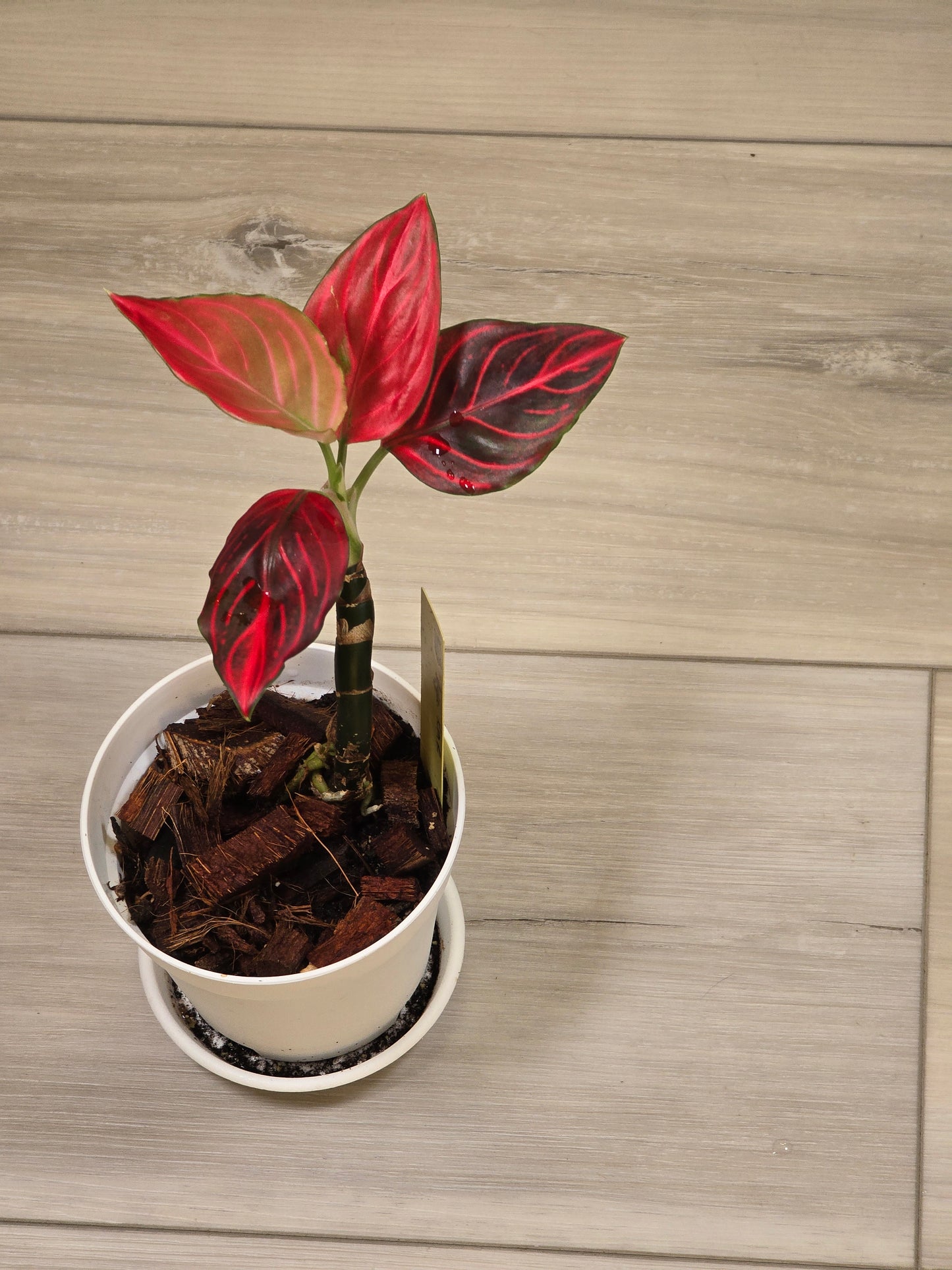 Aglaonema Khan Mak Red # 593