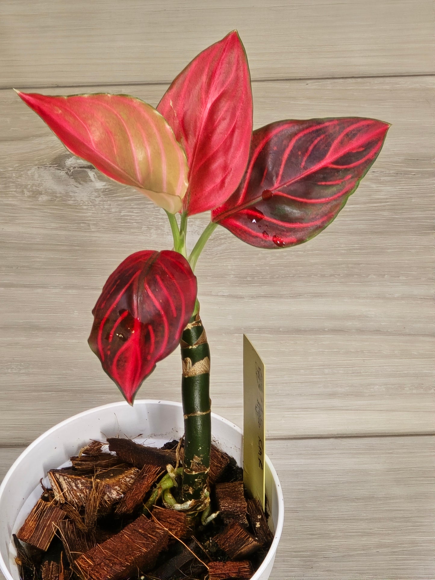 Aglaonema Khan Mak Red # 593