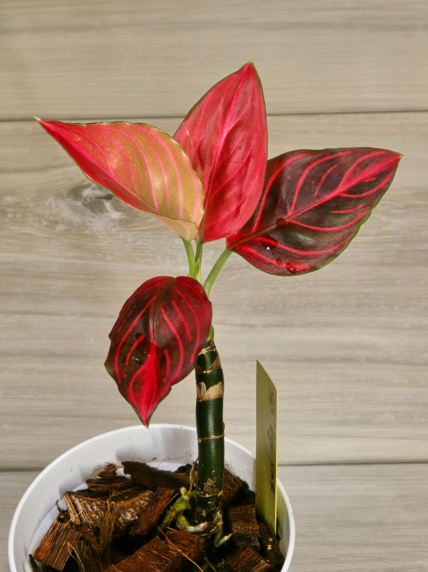 Aglaonema Khan Mak Red # 593