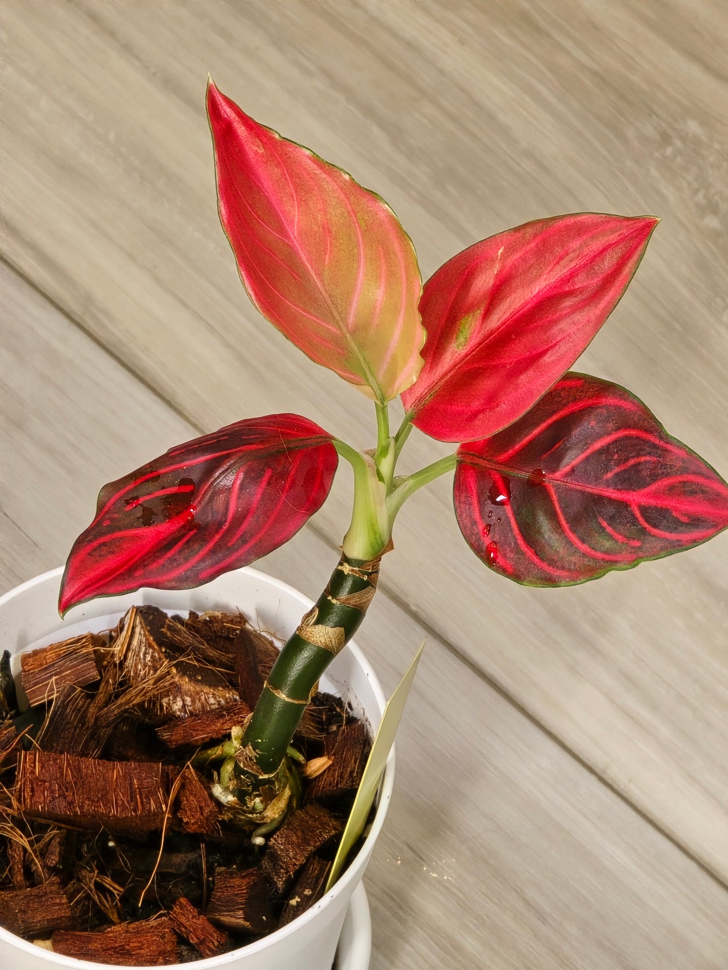 Aglaonema Khan Mak Red # 593