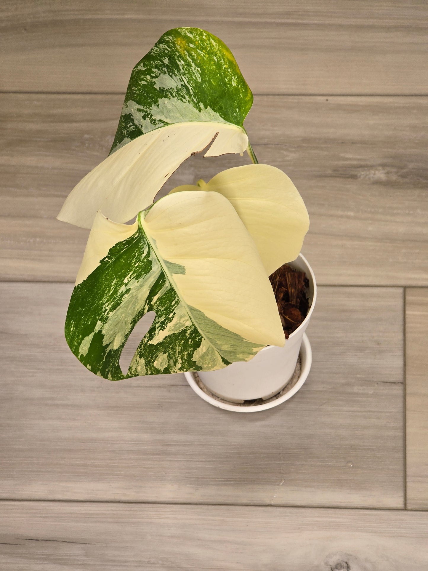 Monstera Albo #14