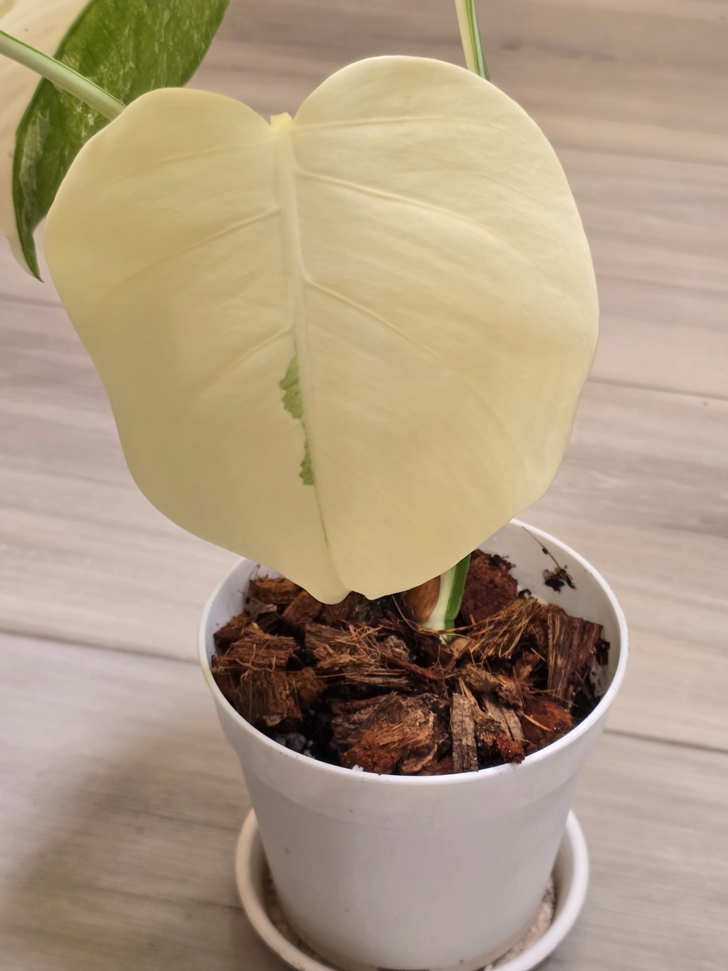 Monstera Albo #14
