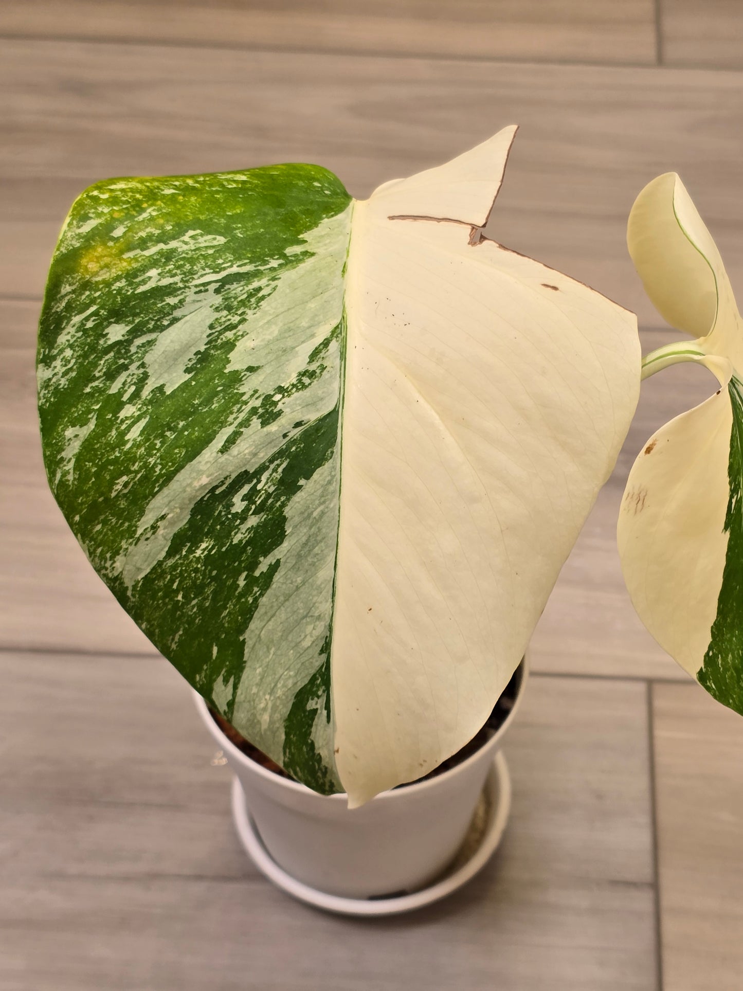 Monstera Albo #14