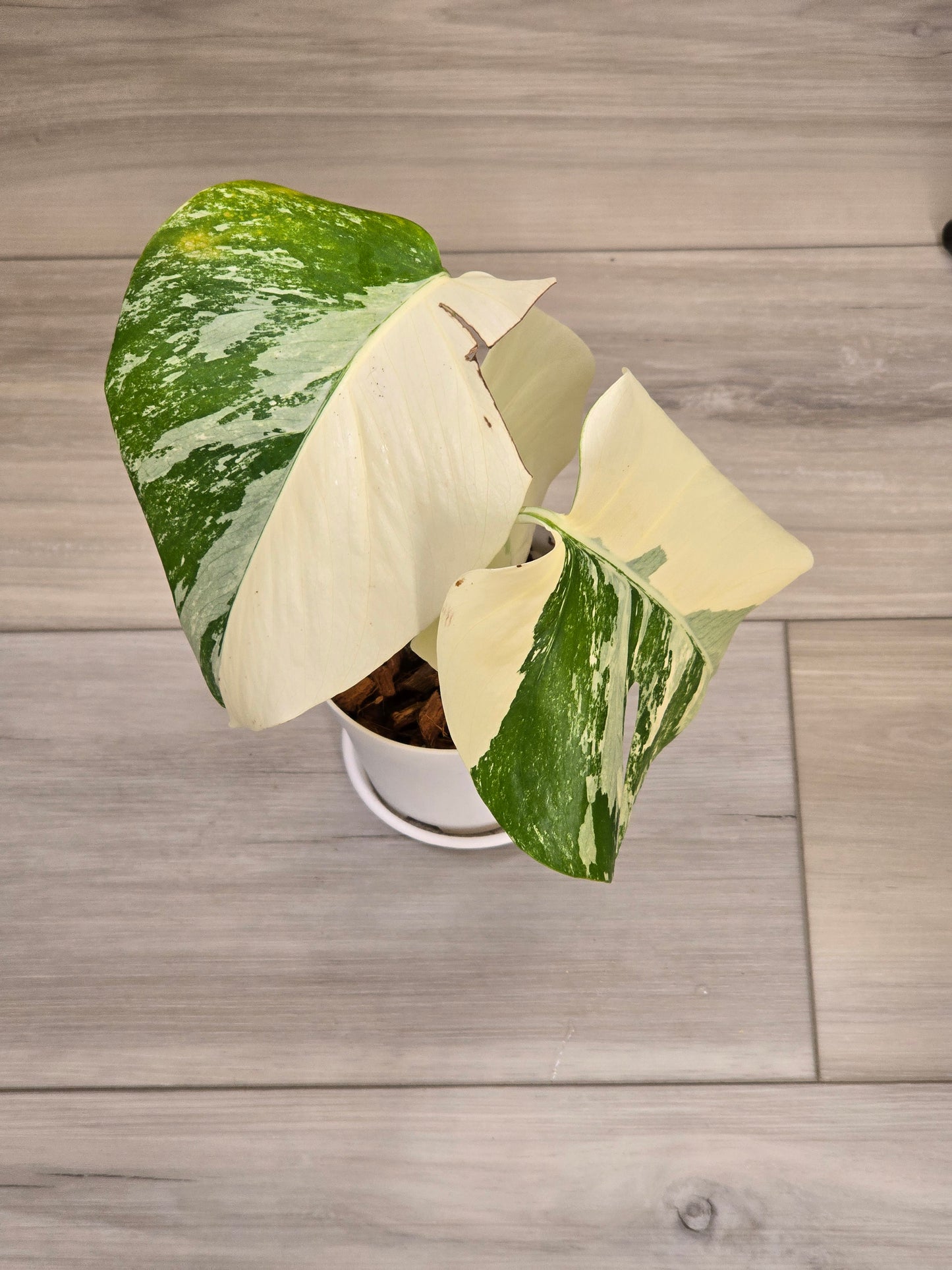 Monstera Albo #14