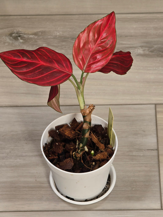 Aglaonema Khan Mak Red # 591