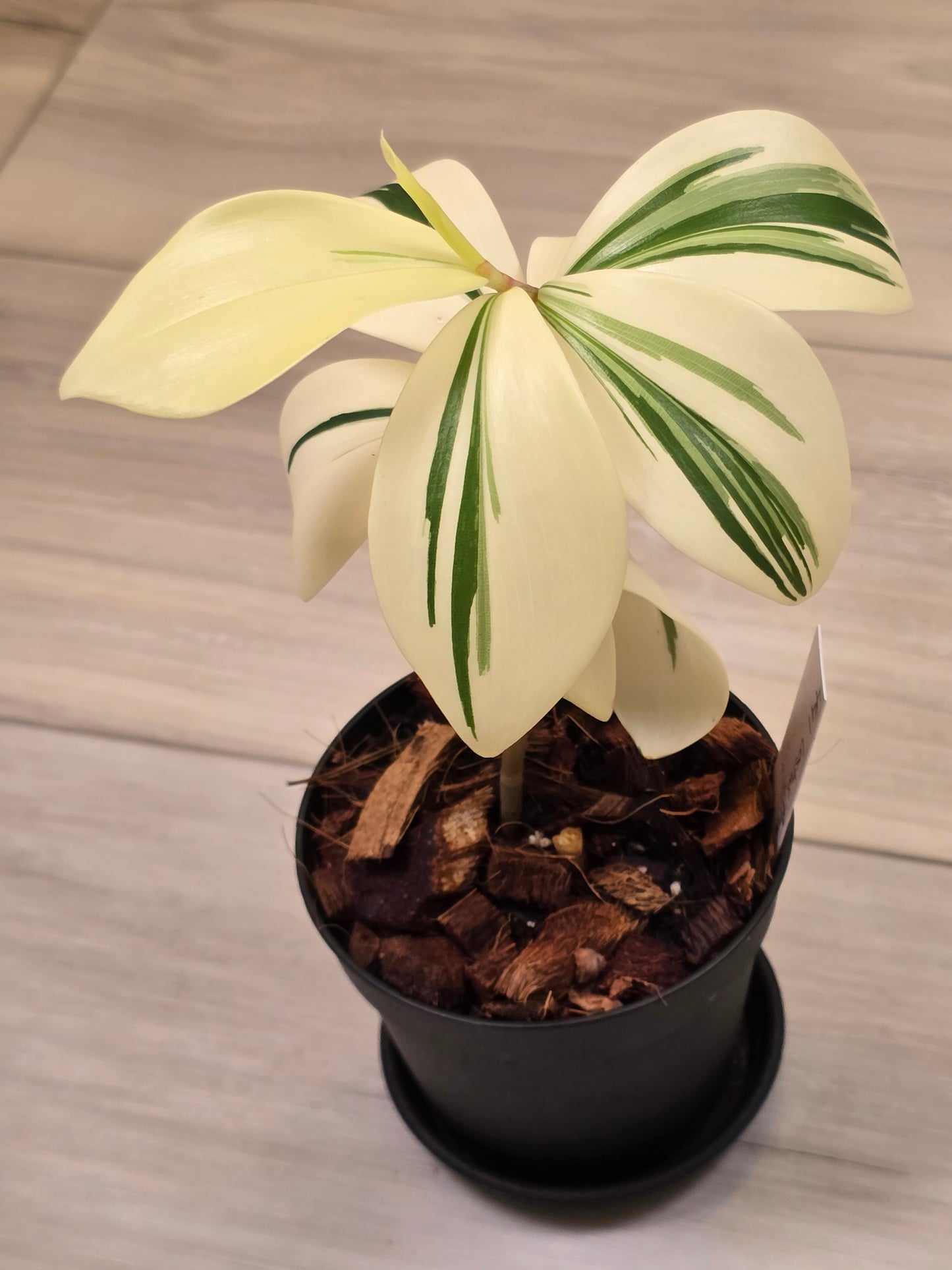 Costus Arabicus Variegata (Spiral Ginger) # 441