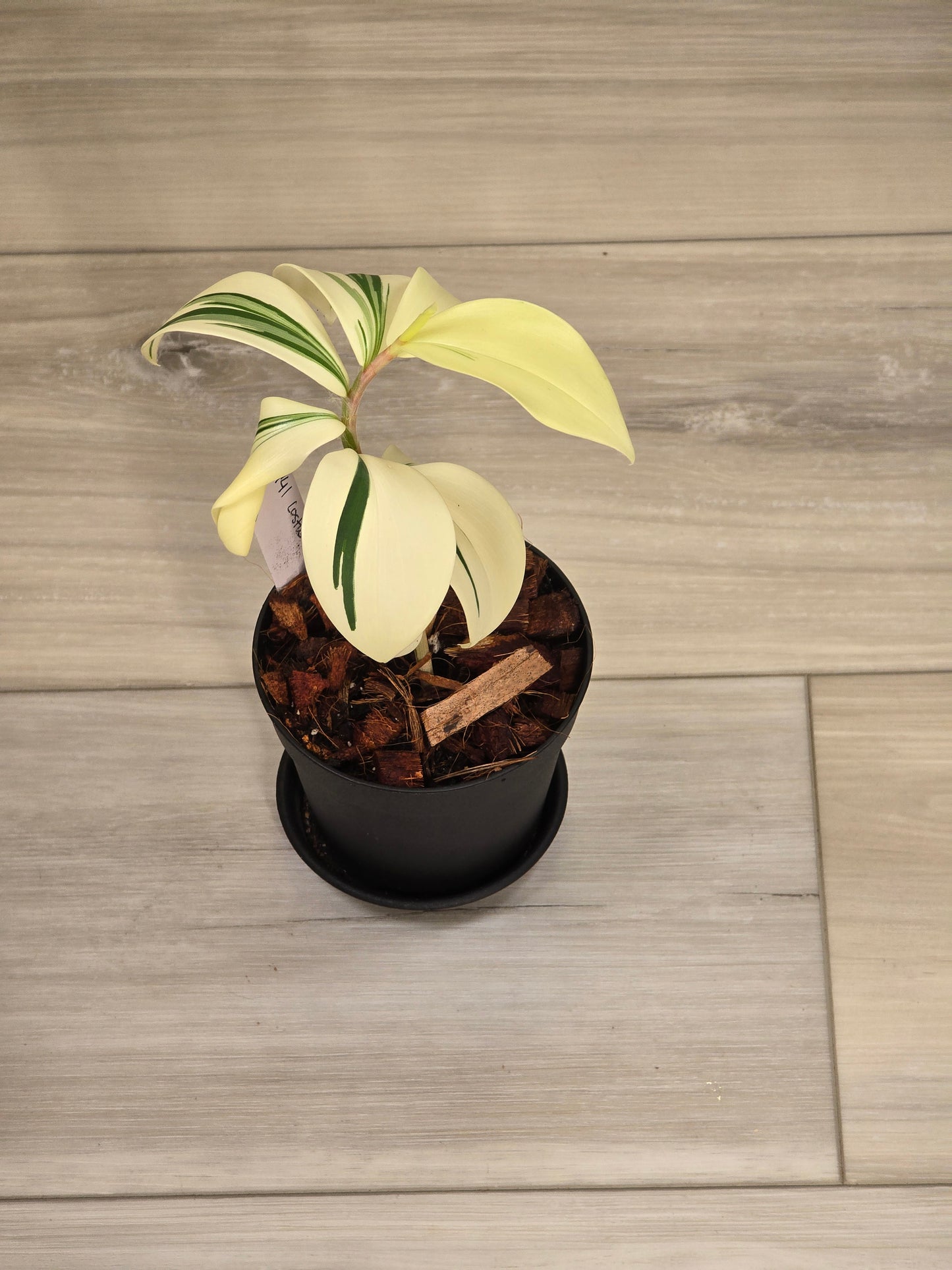 Costus Arabicus Variegata (Spiral Ginger) # 441