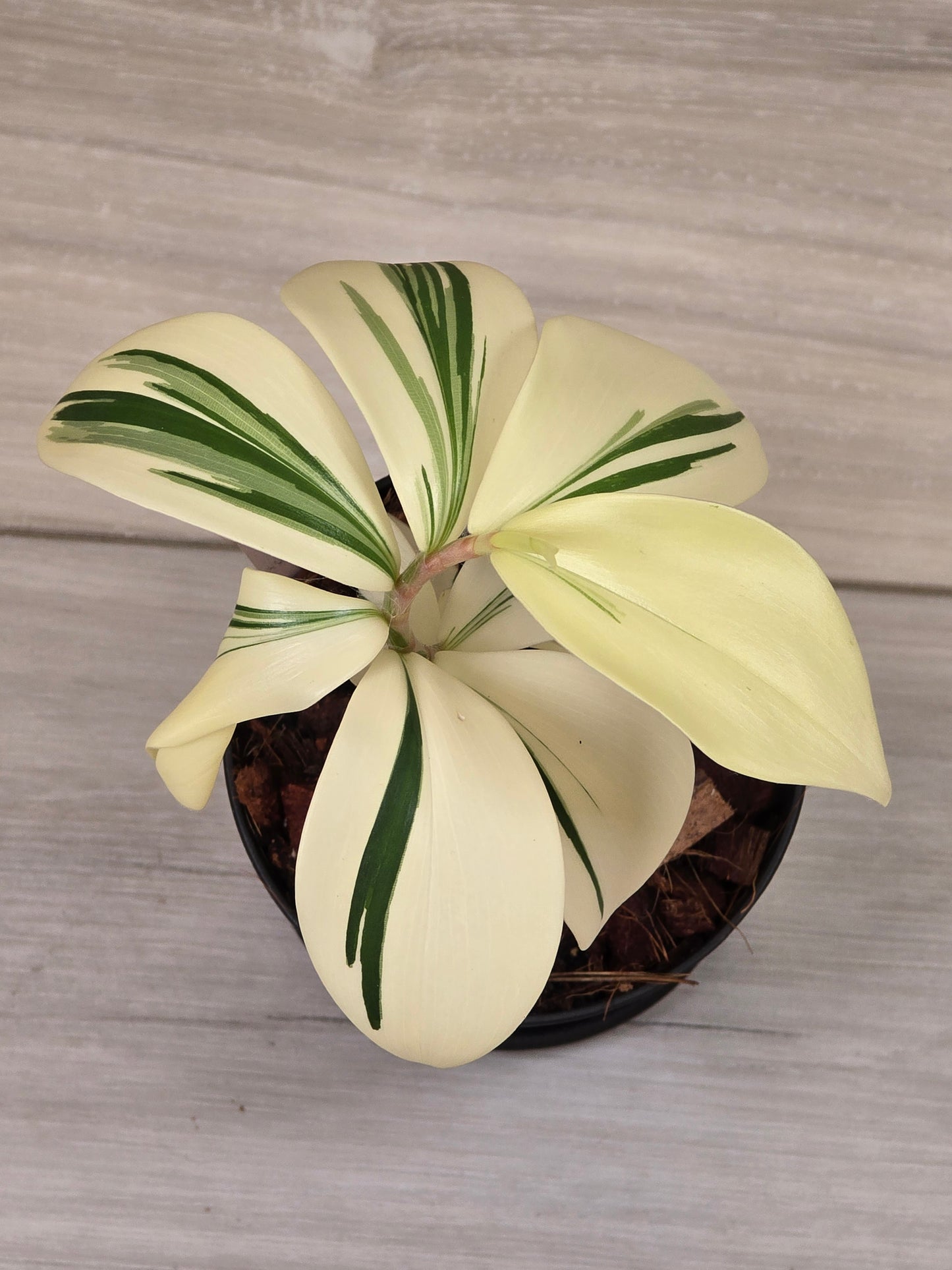 Costus Arabicus Variegata (Spiral Ginger) # 441