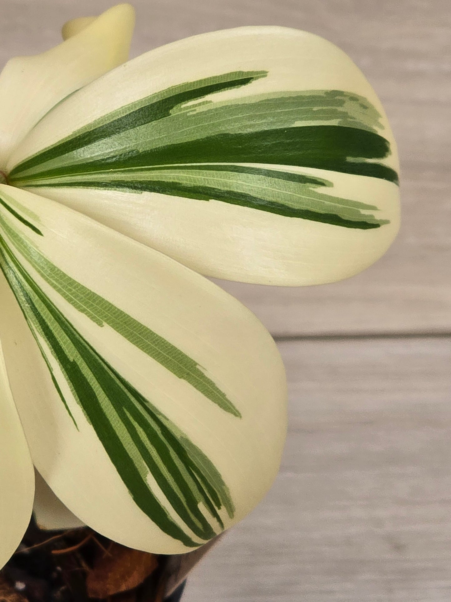 Costus Arabicus Variegata (Spiral Ginger) # 441