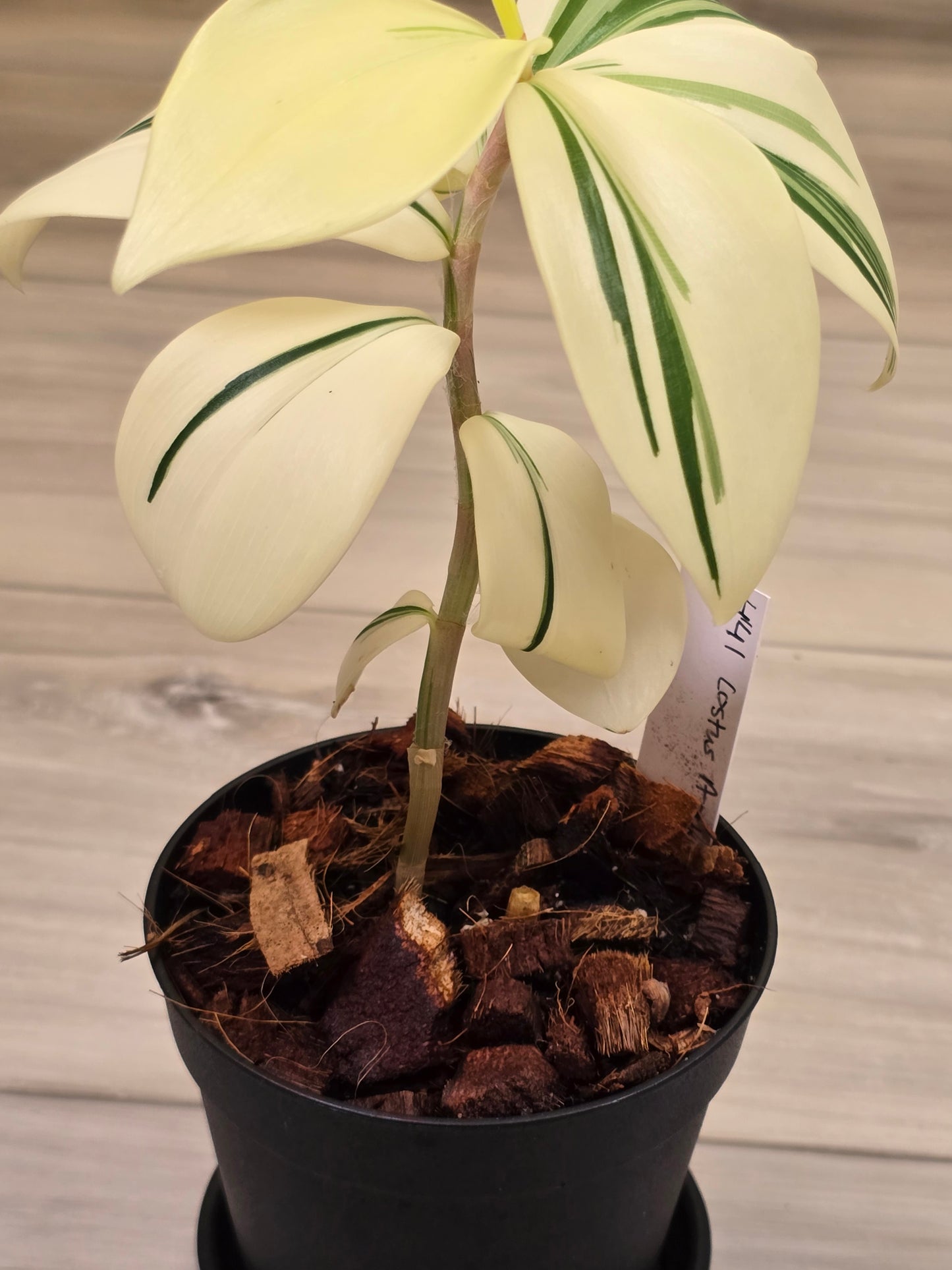 Costus Arabicus Variegata (Spiral Ginger) # 441