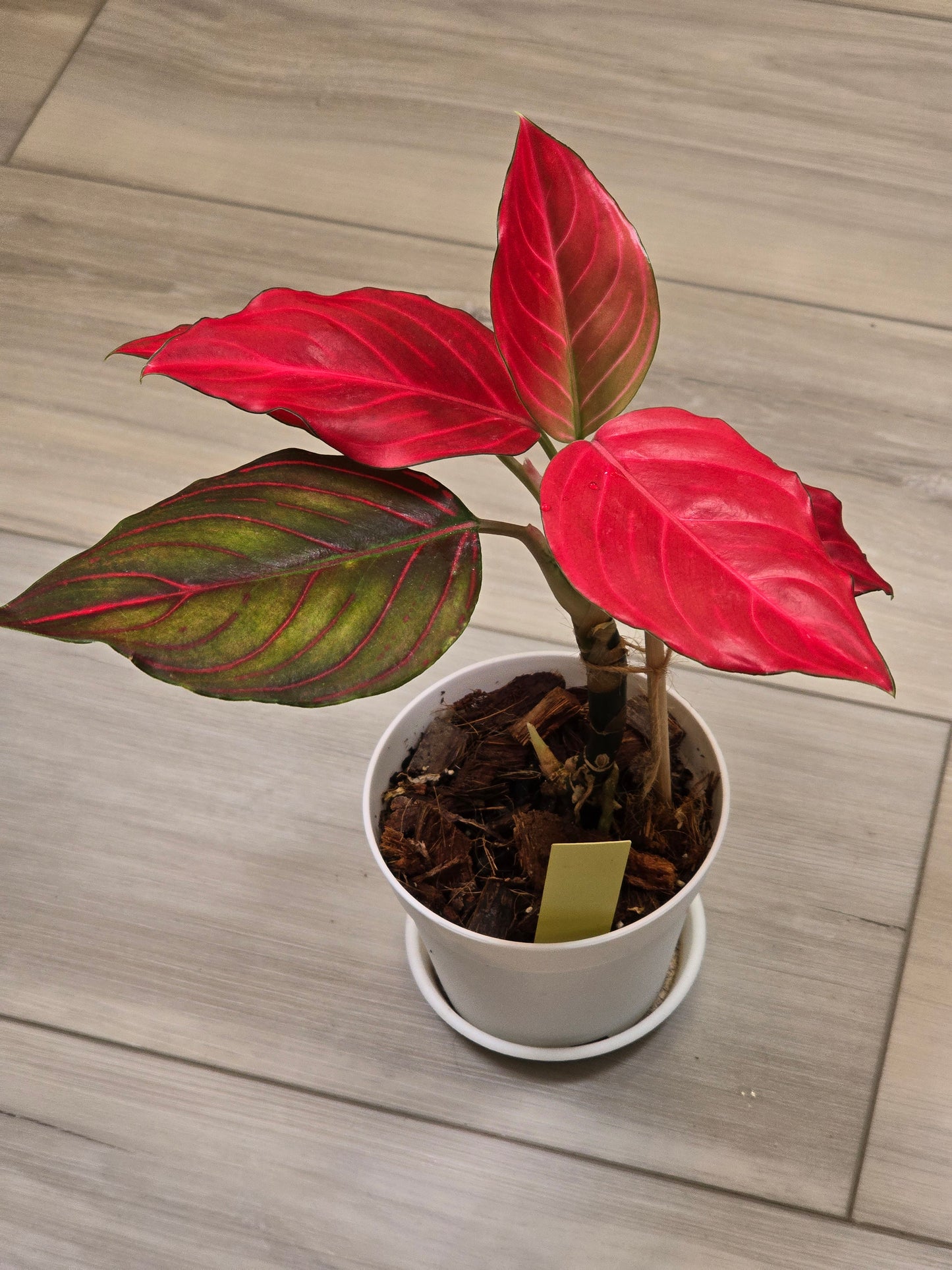 Aglaonema Khan Mak Red # 592
