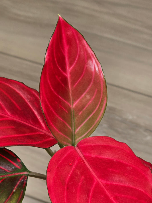 Aglaonema Khan Mak Red # 592