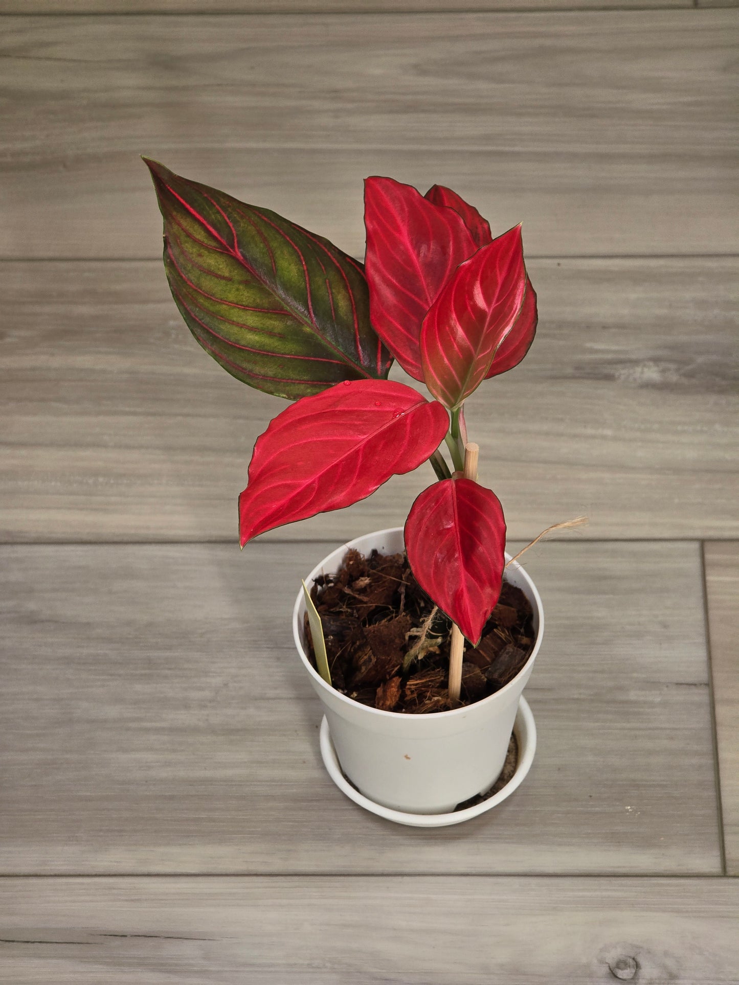 Aglaonema Khan Mak Red # 592