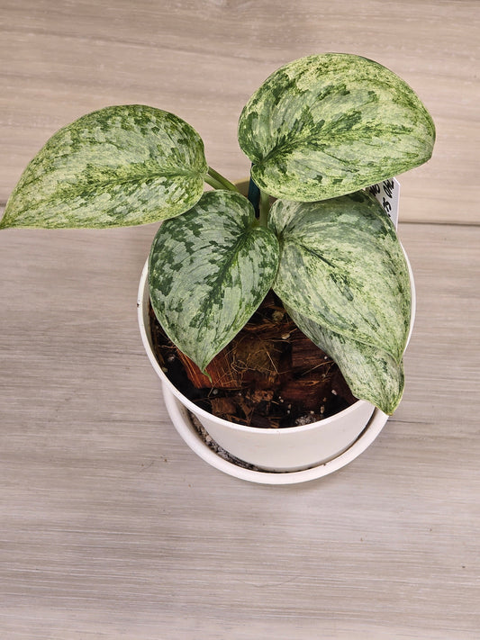 Scindapsus Peasun #740
