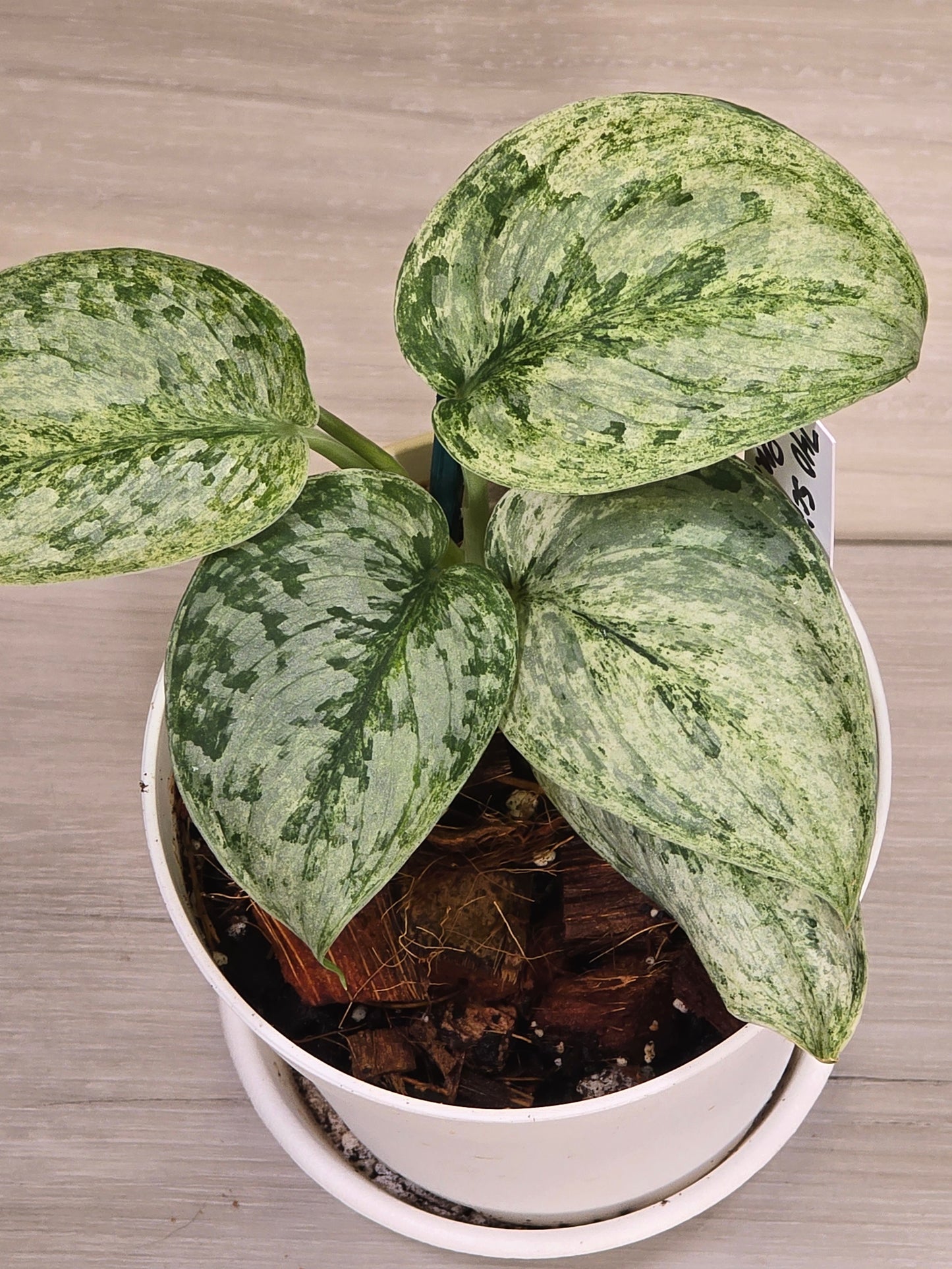 Scindapsus Peasun #740