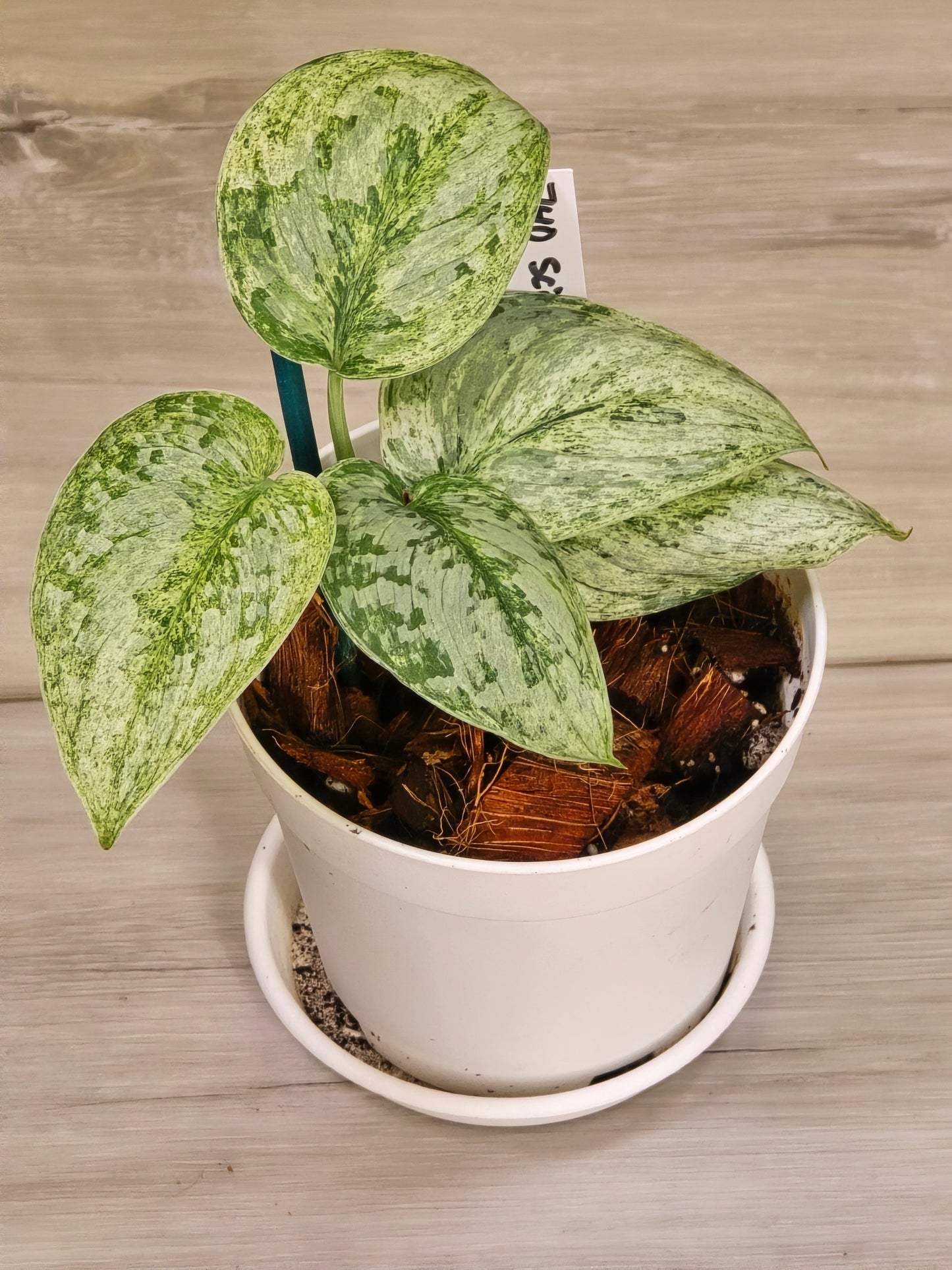 Scindapsus Peasun #740
