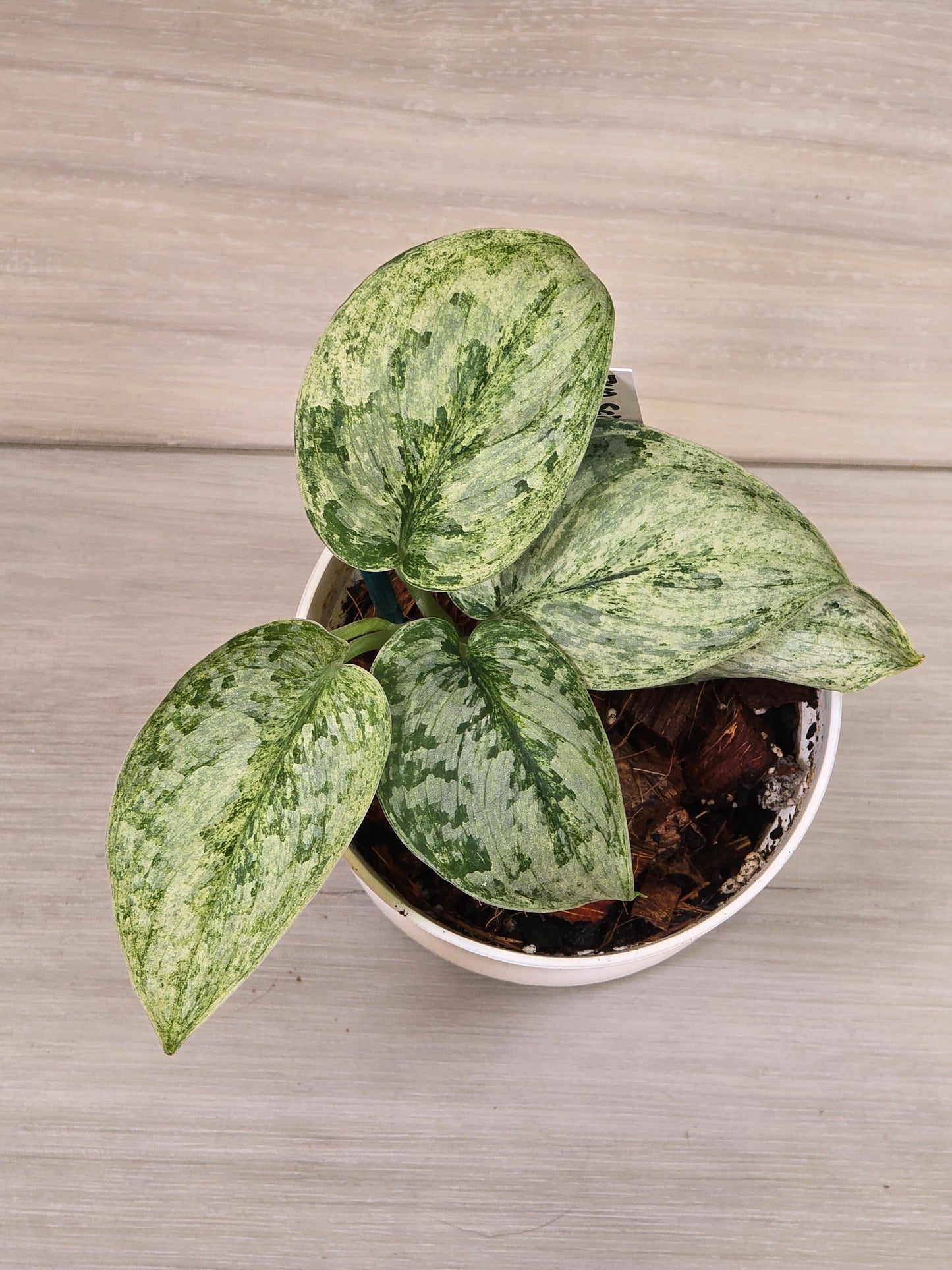 Scindapsus Peasun #740
