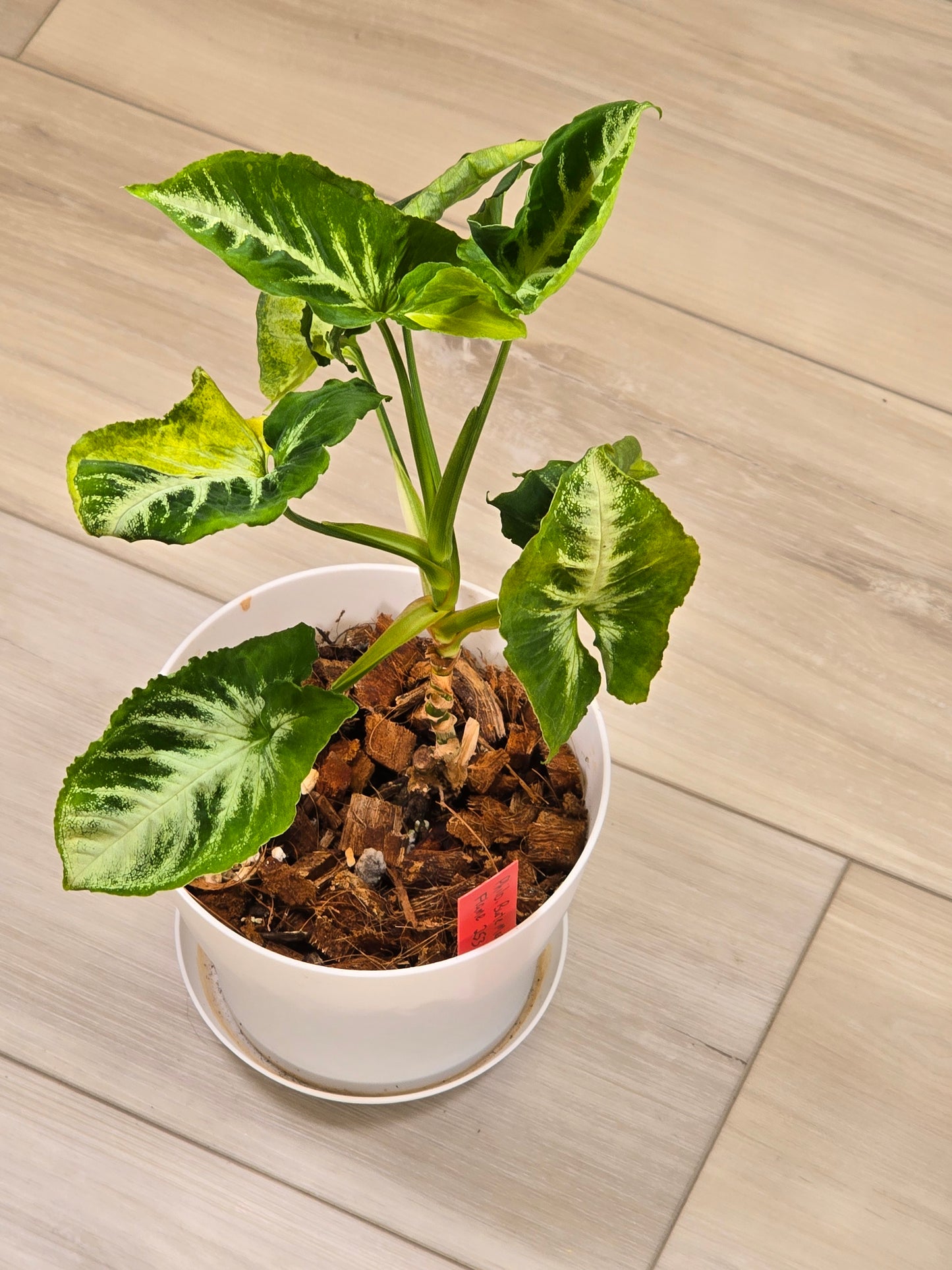Syngonium Scrambled Egg # 506