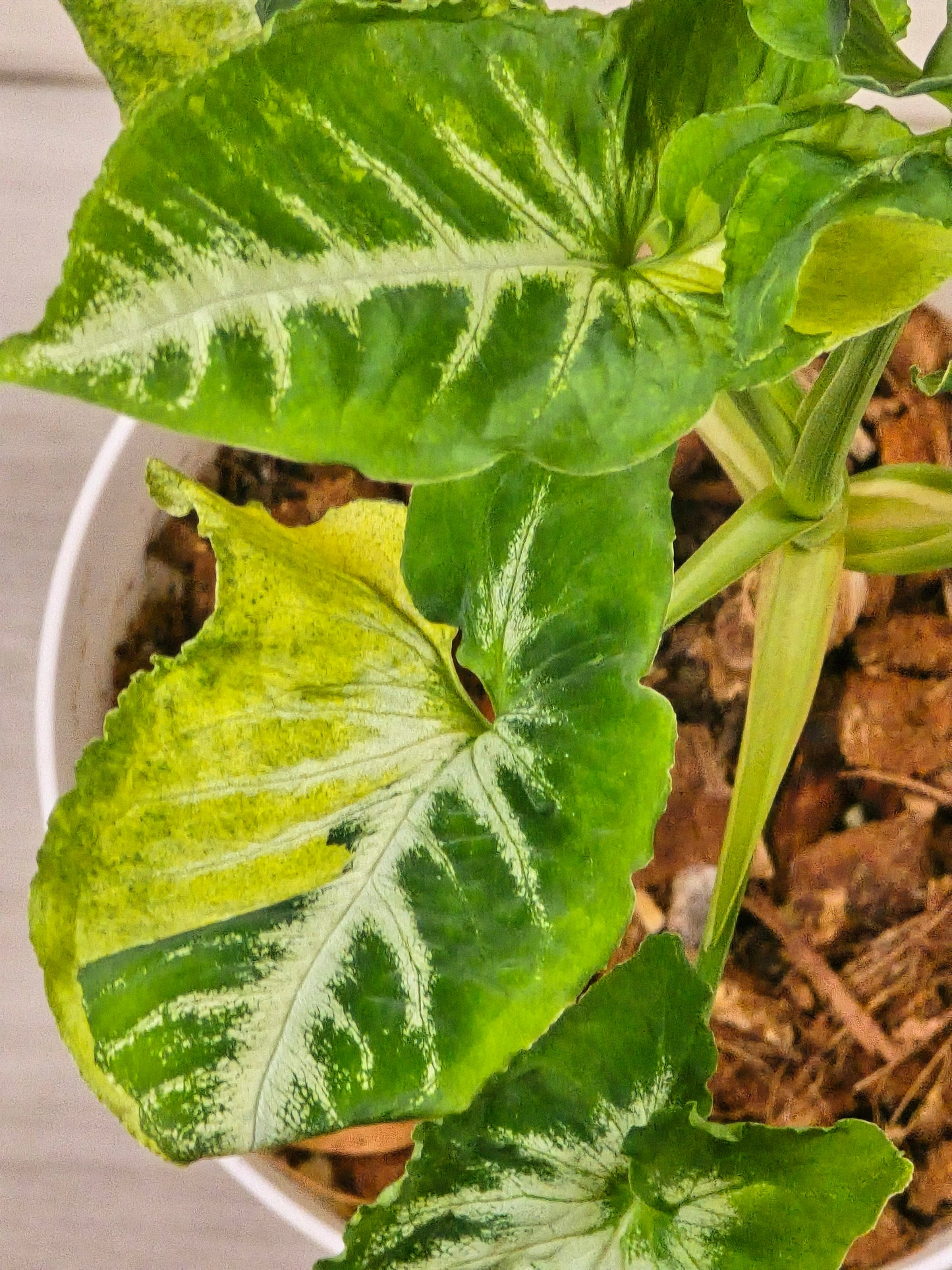 Syngonium Scrambled Egg # 506