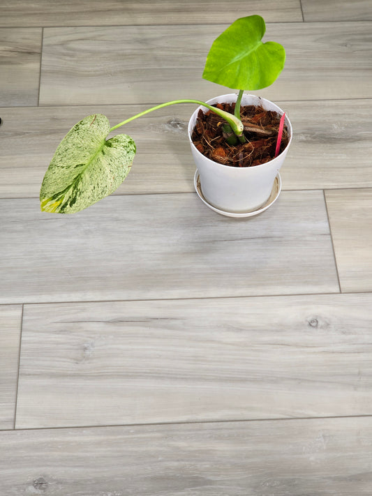 Monstera White Monster