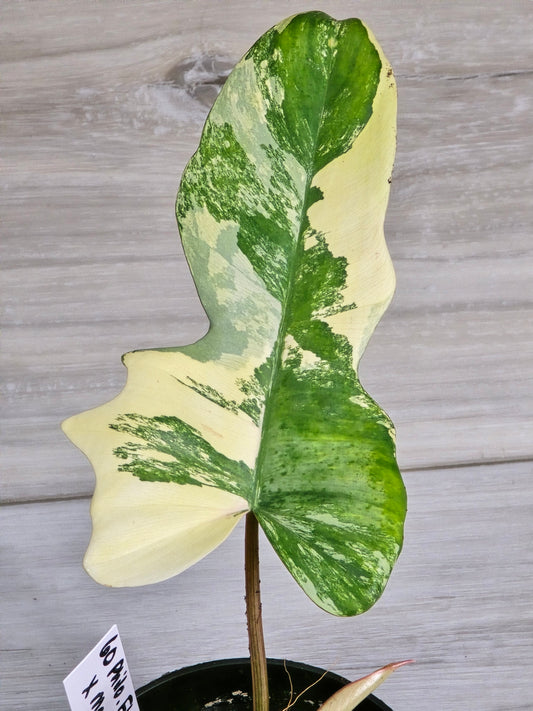 Philodendron Florida Beauty X Mayoi Variegated #60