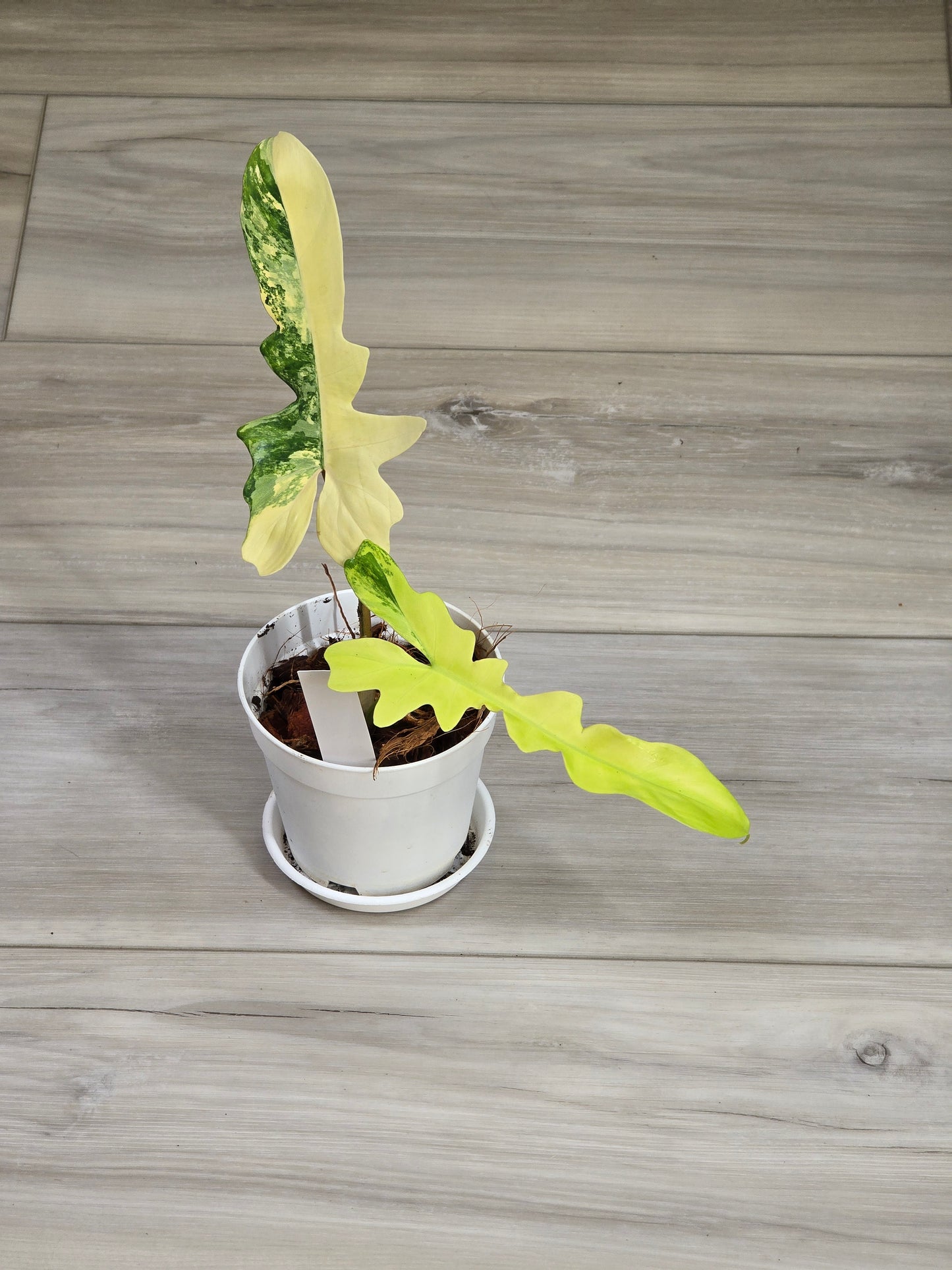 Philodendron Florida Beauty X Mayoi Variegated #63