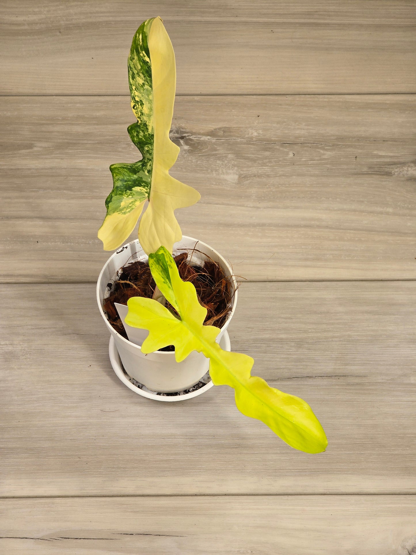 Philodendron Florida Beauty X Mayoi Variegated #63