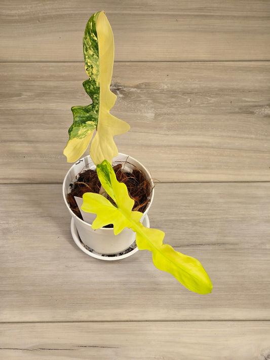 Philodendron Florida Beauty X Mayoi Variegated #63