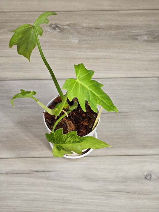 Philodendron Radiatum Variegated #1