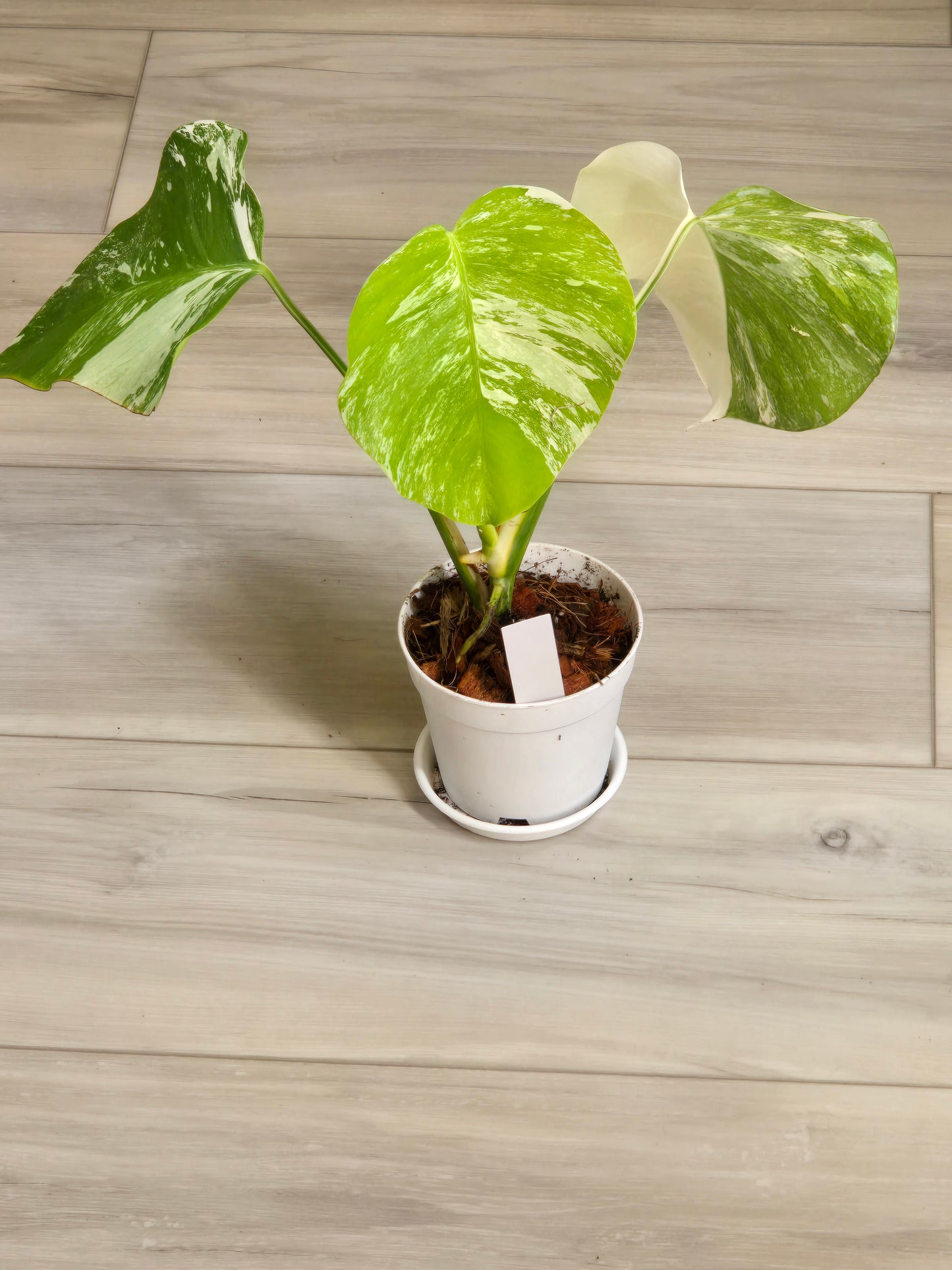 Monstera Albo #13