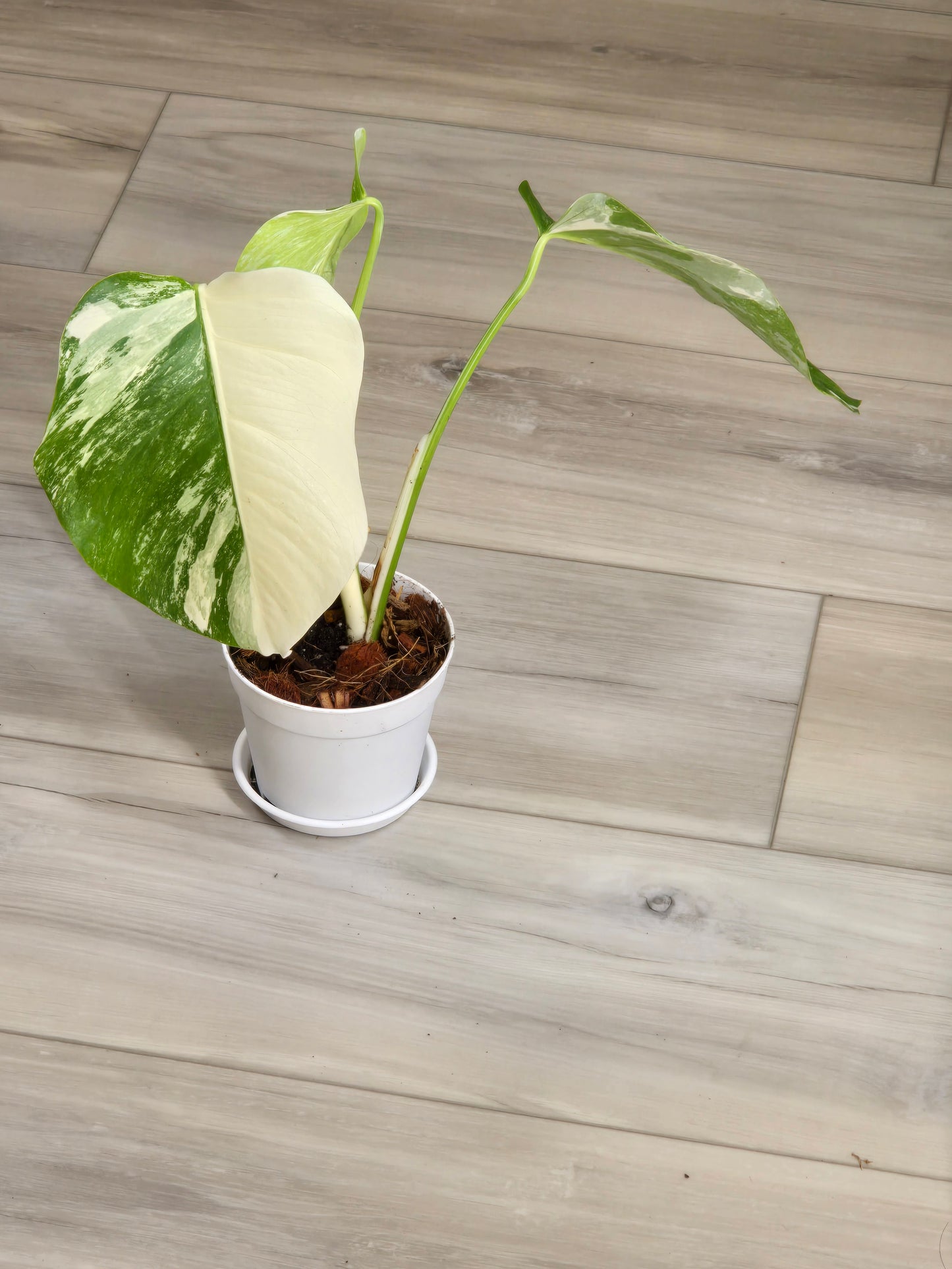 Monstera Albo #13