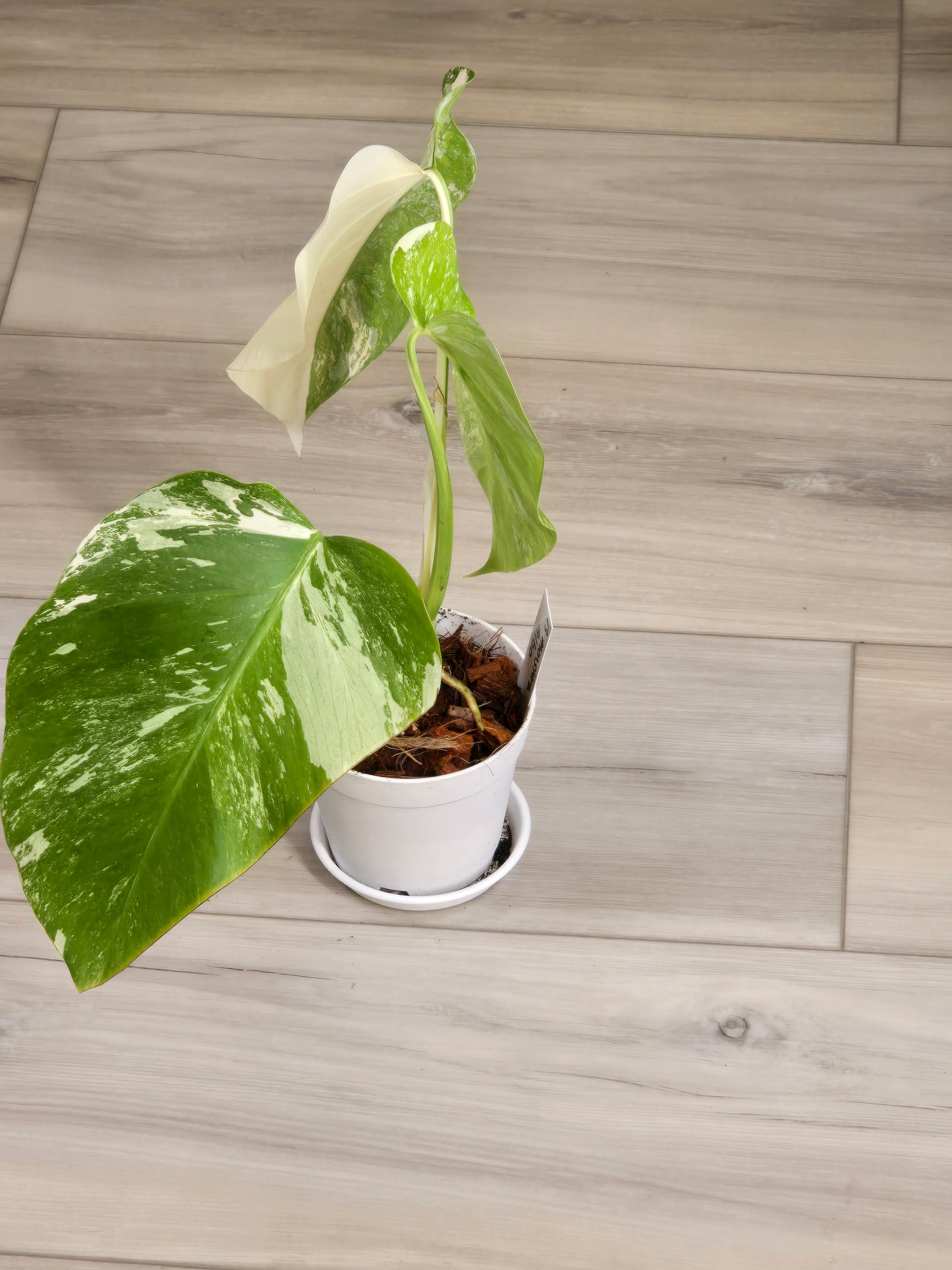 Monstera Albo #13