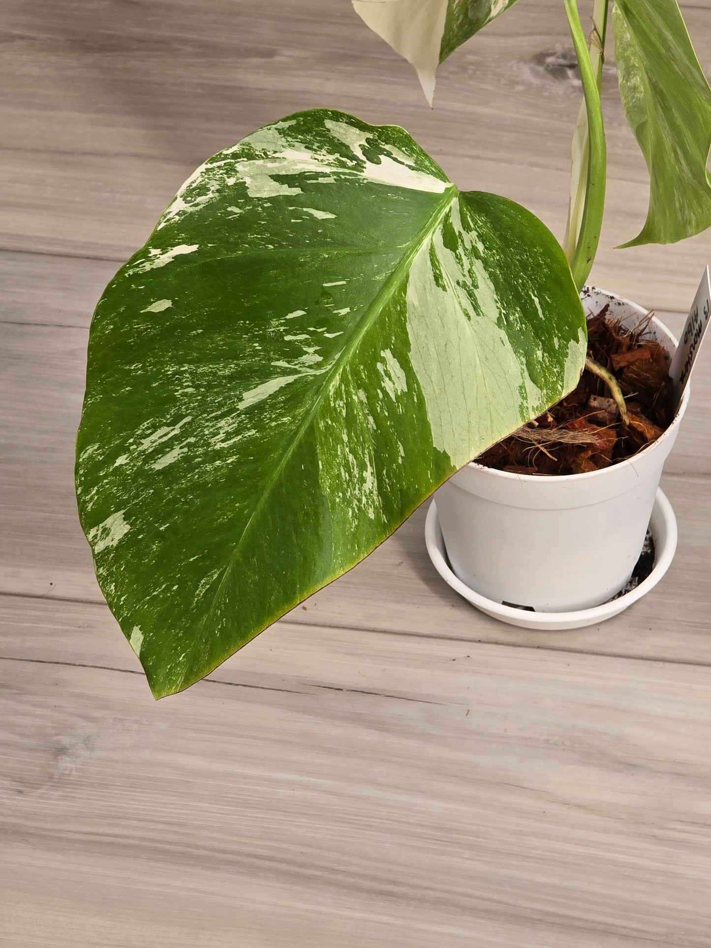 Monstera Albo #13